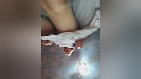 Video of a white, fluffy cat with a red collar, hanging upside down from a white blanket, against a blurred, patterned floor.