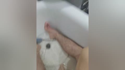 A close-up video of a white hamster held by human hands, with a blurred background showing a light-colored room. The hamster's fur appears soft and fluffy, and its pink nose is visible.