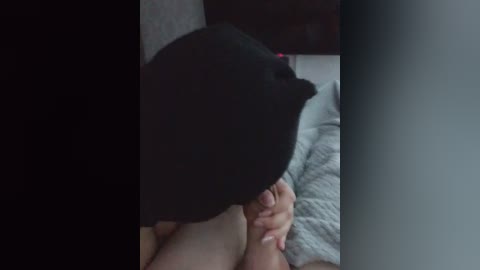 A close-up video shows a person's hand holding a black cat with a pink collar, resting on a gray blanket. The background features a dimly lit room with a dark wall.