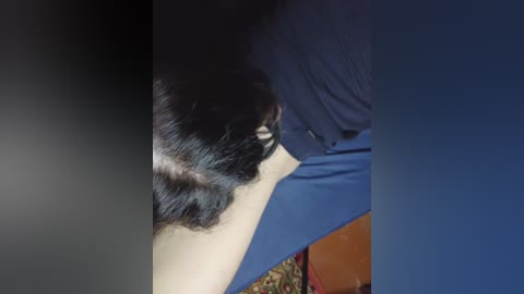 A close-up video shows a black-and-white cat with long fur, resting on a person's shoulder, while the person wears a dark blue shirt. The background is blurred, and the scene is indoors, possibly on a couch.