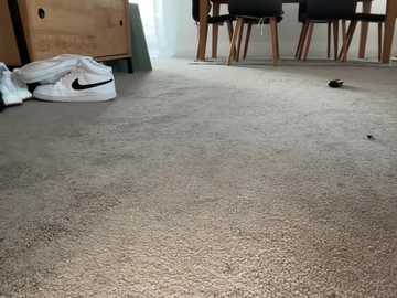 Video of a beige carpeted room with a white Nike shoe, a white towel, and a black and white bird near a dining table with dark chairs.