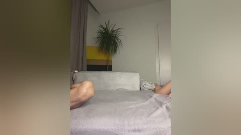 Media: Video of a modern bedroom with a bed covered in light grey sheets, a large potted plant on a yellow and black wall, and beige curtains.