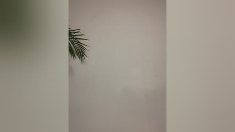 Media: Video of a minimalist interior space with a green palm leaf poking through a crack in a white wall, creating a subtle, natural texture against a smooth, muted backdrop.