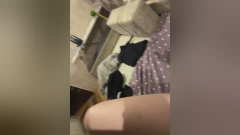 A video showing a beige sofa with a white pillow, a black bag, and a white and black cat resting on the cushions. The background includes a purple polka-dotted blanket and a cluttered wooden desk.