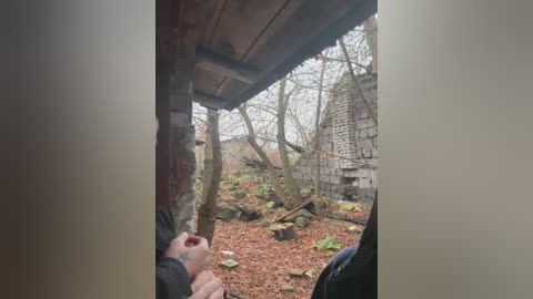 Video of a person's head and shoulders inside a wooden hut, looking out at a desolate, leaf-covered forest floor with a stone wall and a partially collapsed building in the background.