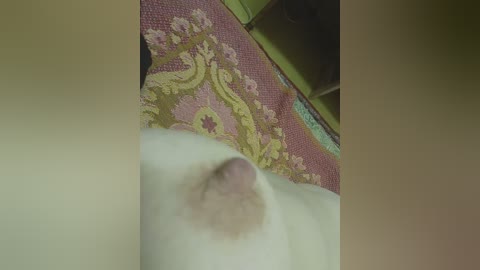 A close-up video of a white cat's erect penis, positioned centrally in the image, with a pink, textured rug featuring floral patterns in the background.