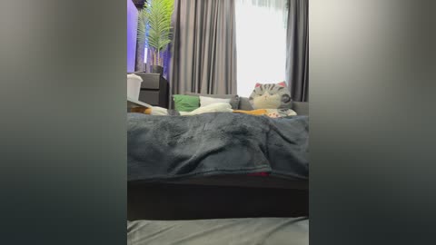 Video of a cozy bedroom with a dark gray bed, a gray throw blanket, and a potted plant in the corner, featuring a green curtain and a white window.