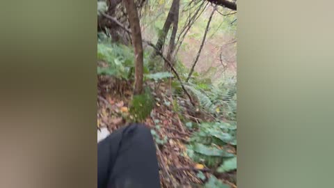 A blurry video captures a person's legs in black pants, standing amidst a dense forest with green foliage and fallen leaves. The image has a soft focus, with a green tint dominating the background.