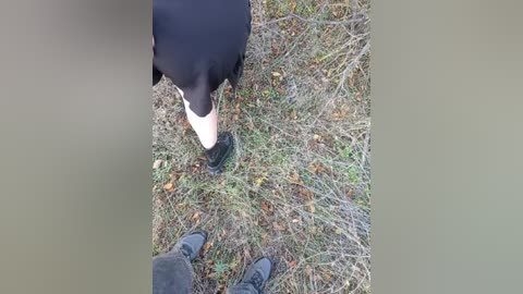 A video from a high angle shows a black-and-white dog sniffing the ground, surrounded by dry grass and scattered leaves, with human feet in dark shoes visible at the bottom.