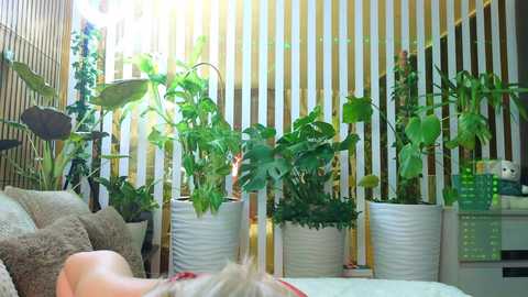 Video of a cozy, well-lit bedroom with vertical striped wallpaper. Green plants in white pots line the window, adding a touch of nature. A plush, beige bed with decorative pillows is visible in the foreground.