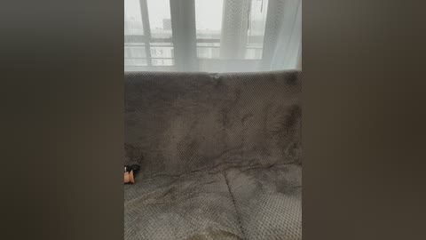 Video of a small, furry creature with black fur, possibly a mouse, on a grey, textured fabric sofa in a room with a large window covered by sheer curtains, letting in diffused light.