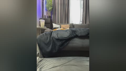 Video of a modern living room with a dark gray sofa draped in a plush, dark gray blanket. The background features a tall, slender potted plant and a window with dark curtains.