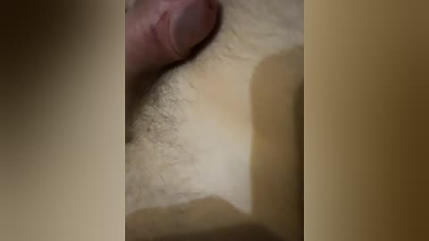 A close-up video showing a light-skinned male's erect penis and testicles against a beige background, with visible pubic hair and natural skin texture.