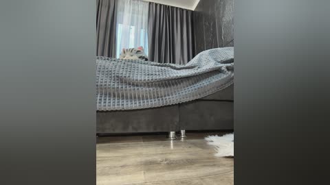 Video of a cozy bedroom with a gray bed covered in a textured gray blanket, featuring a cat resting on the bed. The room has dark gray walls, a window with sheer white curtains, and light wooden flooring.