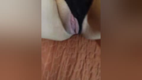 loveorbit free recording from 2025-12-05 00:22:00