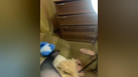 A blurred video showing a light-colored dog playing with a blue and white toy on a beige carpet in a room with wooden furniture.