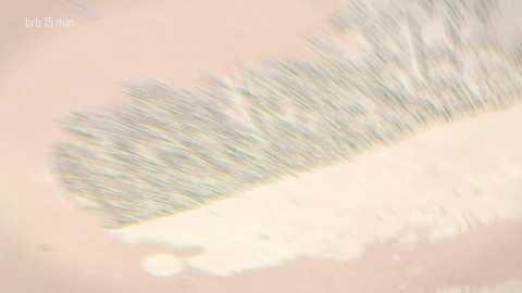 taanni free recording from 2025-12-18 01:06:00