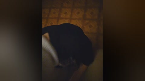 A video of a black dog curled up on a patterned brown rug, with a blurred background, creating a cozy, intimate atmosphere.