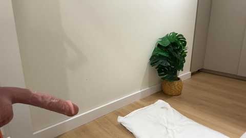Video of a man's erect penis pointing at a white wall, with a green monstera plant in a woven pot on a wooden floor, in a minimalist room.