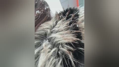 linahelen free recording from 2026-01-19 01:14:00