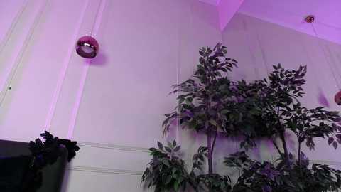 Video of a modern indoor space featuring a white wall with a small red lamp and a lush, green potted plant in the foreground, bathed in soft purple lighting.