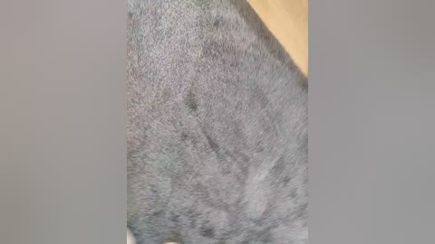 angelia22 free recording from 2026-01-26 03:13:00