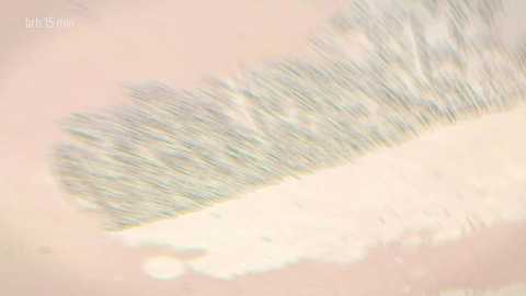 taanni free recording from 2026-02-22 00:04:00