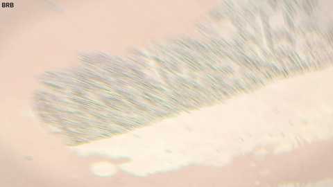 taanni free recording from 2026-04-29 00:21:00